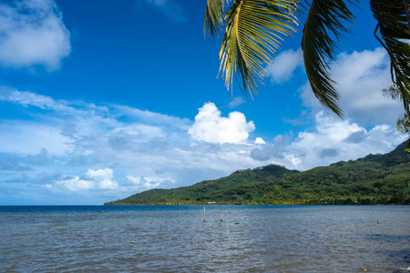 Lush coastline with palms and coconut trees, and mountains in the background on Tahaa Island, French Polynesiaの写真素材