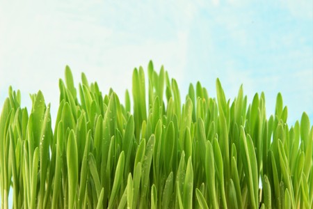 Young fresh green grassの写真素材