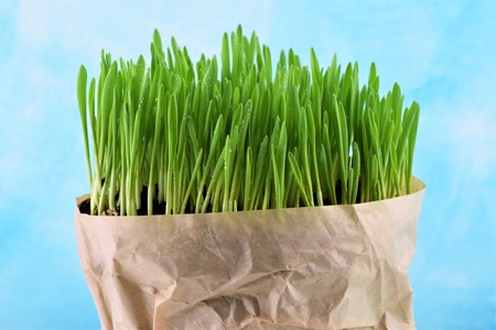 Young fresh green grass in paper bagの写真素材