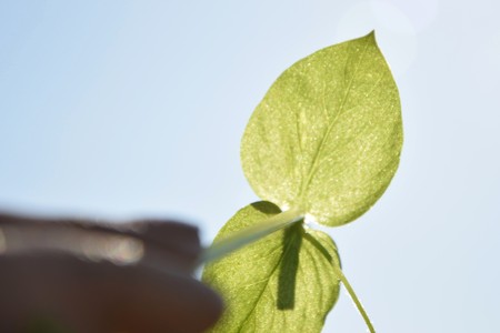 Green sprout in the hand on the sky backgroundの写真素材