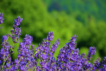 lavender plants in nature closeup
