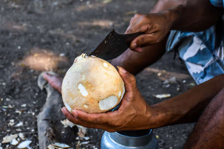 coconutの写真素材