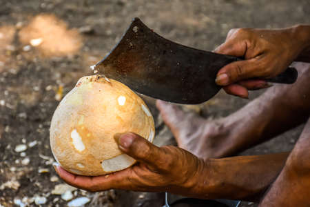 coconutの写真素材