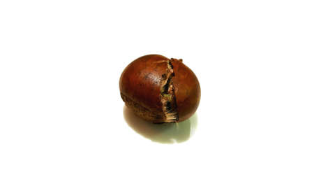 chest nut