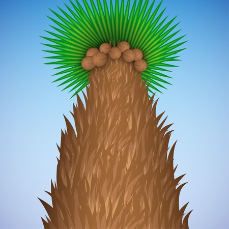 Palm tree with coconuts  Vector illustrationのイラスト素材