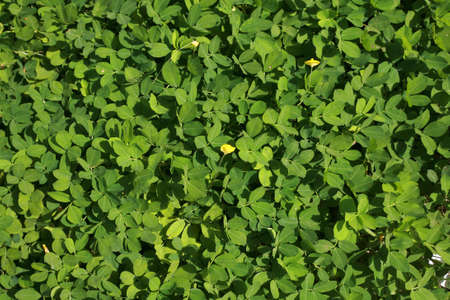 green leaves background の写真素材