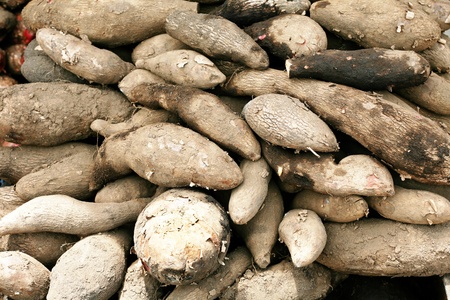 Chinese yam backgroundの写真素材