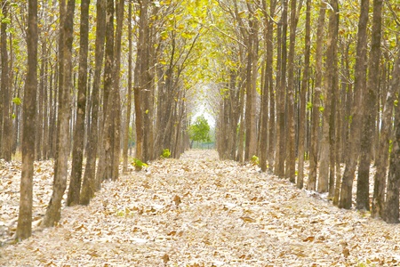 Pathway in the forest full of fallen dried leaves   Road to a better world than here の写真素材