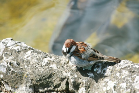 small song thrush in rock at day の写真素材