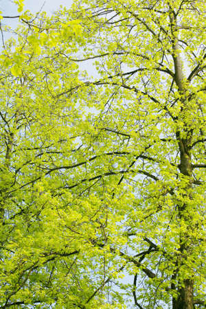 Beautiful green leaves of an American Yellow Wood make pattern background の写真素材