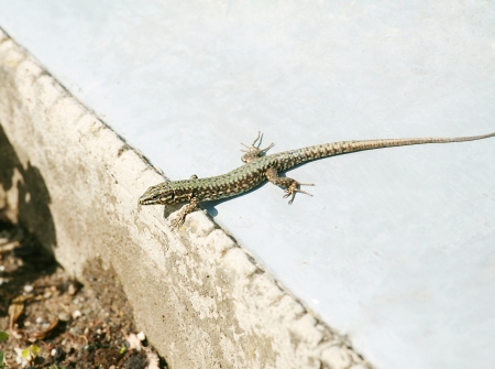 Lounging lizard sunning itself on the parkの写真素材