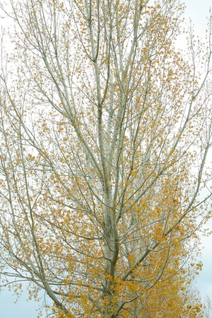 Autum golden tree abstract の写真素材