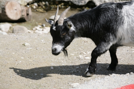 Goat close to the riverの写真素材