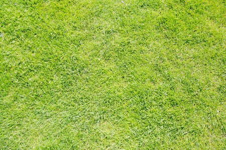 Green grass texture from a field 
の写真素材