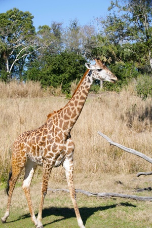 Giraffe in Africa.  Focus in the bodyの写真素材