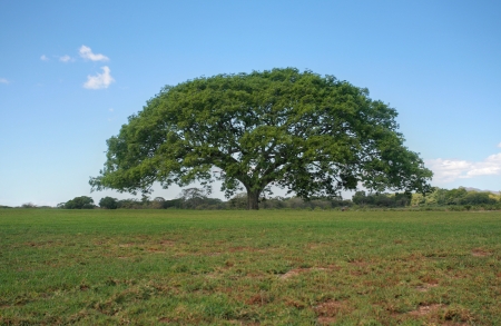 tree with perfect skyline, non-urban landscape. の写真素材
