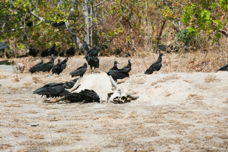 dead cow getting eat by buzzardsの写真素材