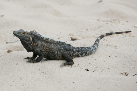 Black Iguana, Ctenosaura similis in the sandの写真素材