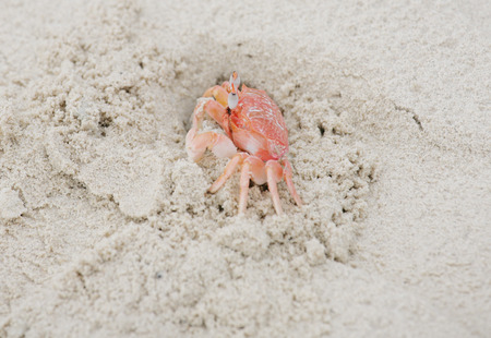 Ghost Crab in the sandの写真素材