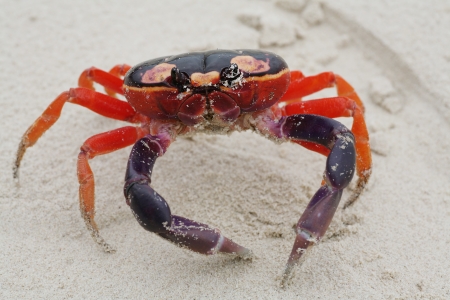 Macro shot of Halloween Crab in the sandの写真素材