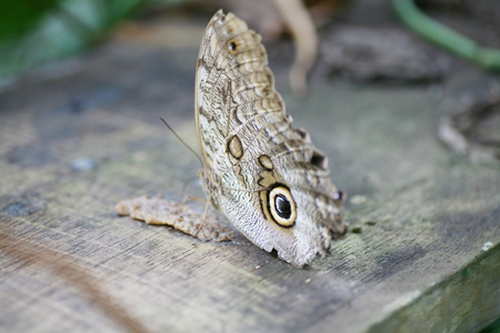 Owl butterfly Caligo ready to eatの写真素材