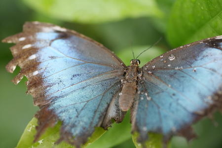 Macro shot of  blue morpho butterfly perched on a leaf.  Focus on the middle body and part of the left wing. の写真素材