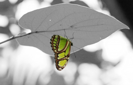 Malachite (Siproeta stelenes) butterfly perched on leaf.の写真素材