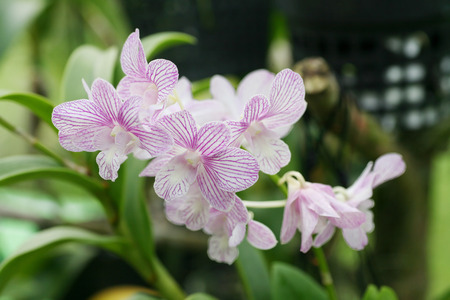 Beautiful orchid の写真素材