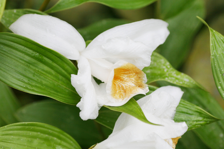 Macro shot of a Sobralia orchid. Sobralia is a genus of about 125 orchids (family Orchidaceae) and one of the two genera of the subtribe Sobraliinae (the other is Elleanthus).  It is native to Central and South America
の写真素材