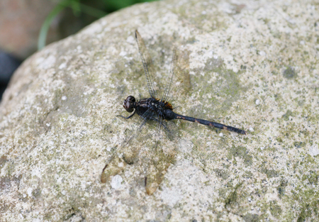dragonfly outdoor perched in a stone の写真素材