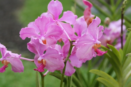 Vanda Teres pink orchidsの写真素材