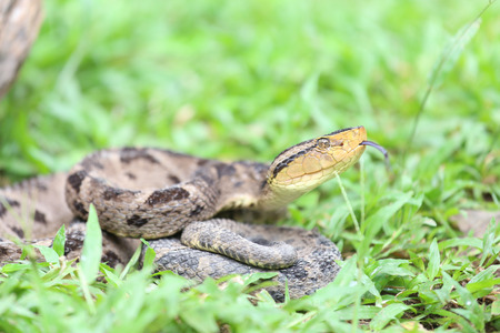 Ferdelance Pit Viper in the Rain Forestの写真素材