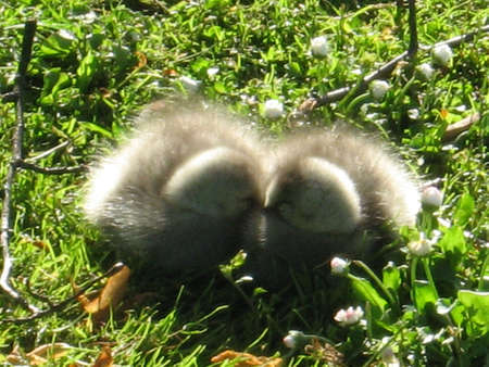 a pair of  birdsの写真素材