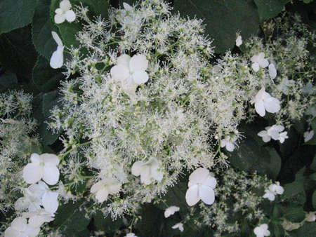 a cluster of small white flowers