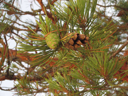 old and new fur-apples growing on the same branch