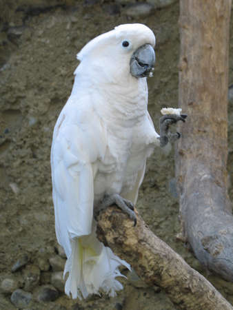 real pirate parrot