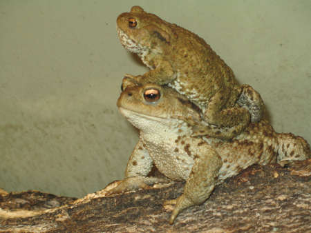 two little frogの写真素材