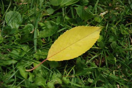 yellow leaf on the grassの写真素材