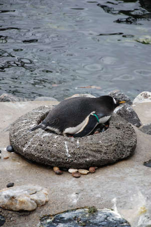 penguin in the nestの写真素材