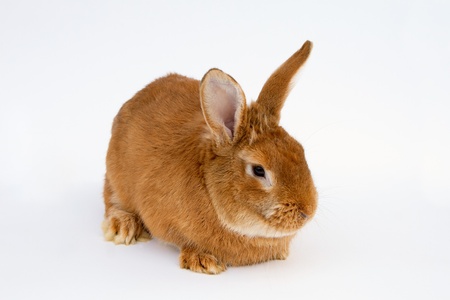 Redhair pet rabbit sitting on white backgroundの写真素材