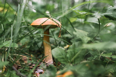 Orange-cap boletus in green grass