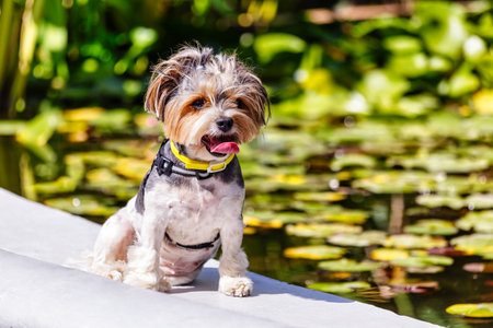 A small Yorkshire terrier poses by the pond. Yorkshire Dogの写真素材