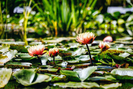Waterlilies in still water in a botanical gardenの写真素材