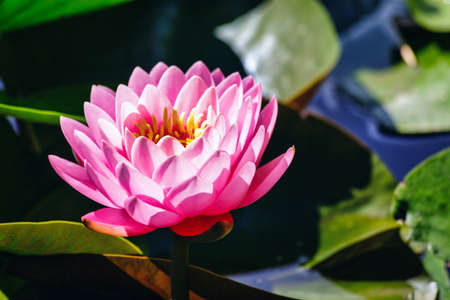 Beautiful pink waterlily or lotus flower in pondの写真素材