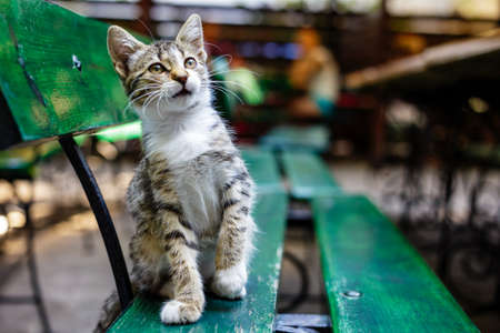 Playful striped kitten on a bench in a cafeの写真素材