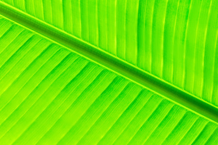 The leaves of the banana tree Textured abstract background