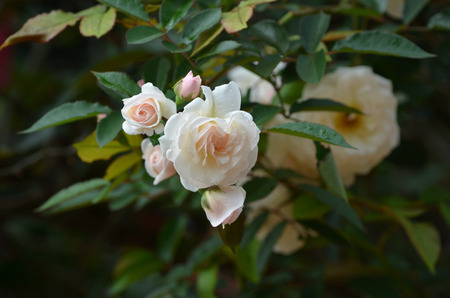 White roses with sweetnessの写真素材