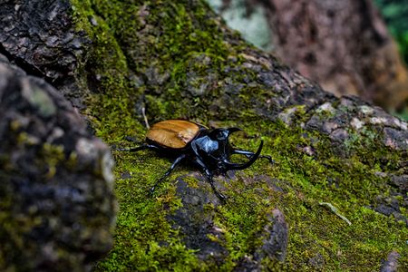 Eupatorus gracilicornis is Fighter in the jungle