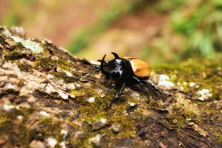 Eupatorus gracilicornis is Fighter in the jungleの写真素材