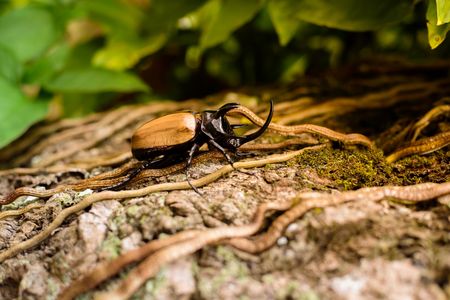 Eupatorus gracilicornis is Fighter in the jungleの写真素材